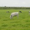 vaches dans un pré