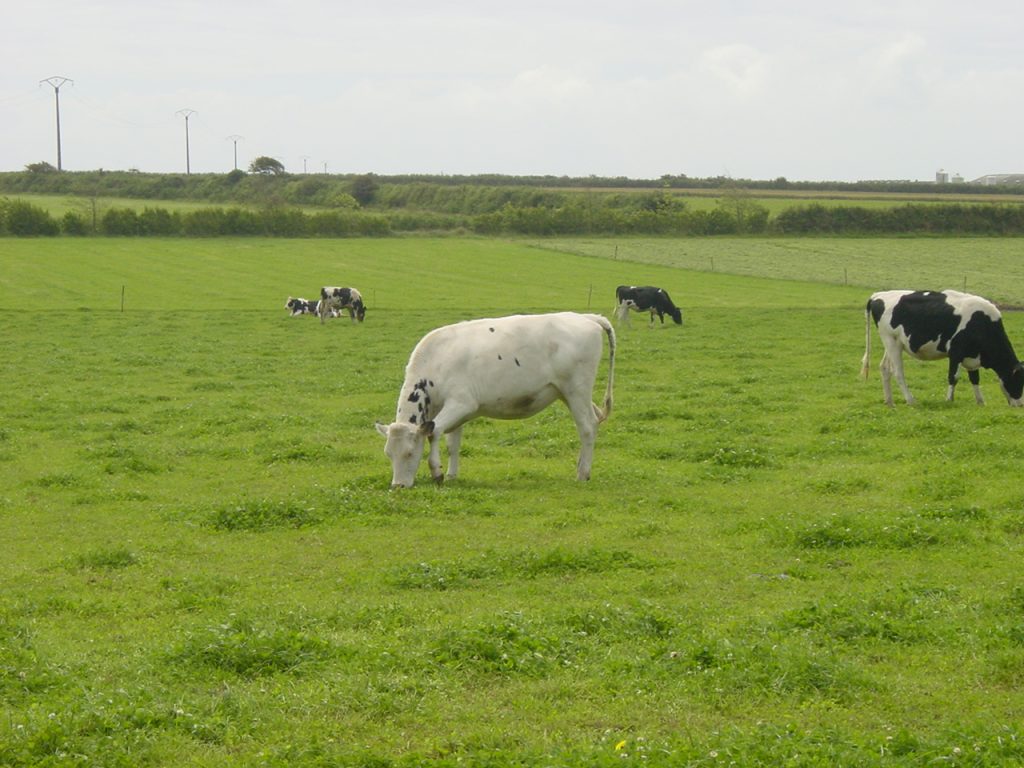 vaches dans un pré